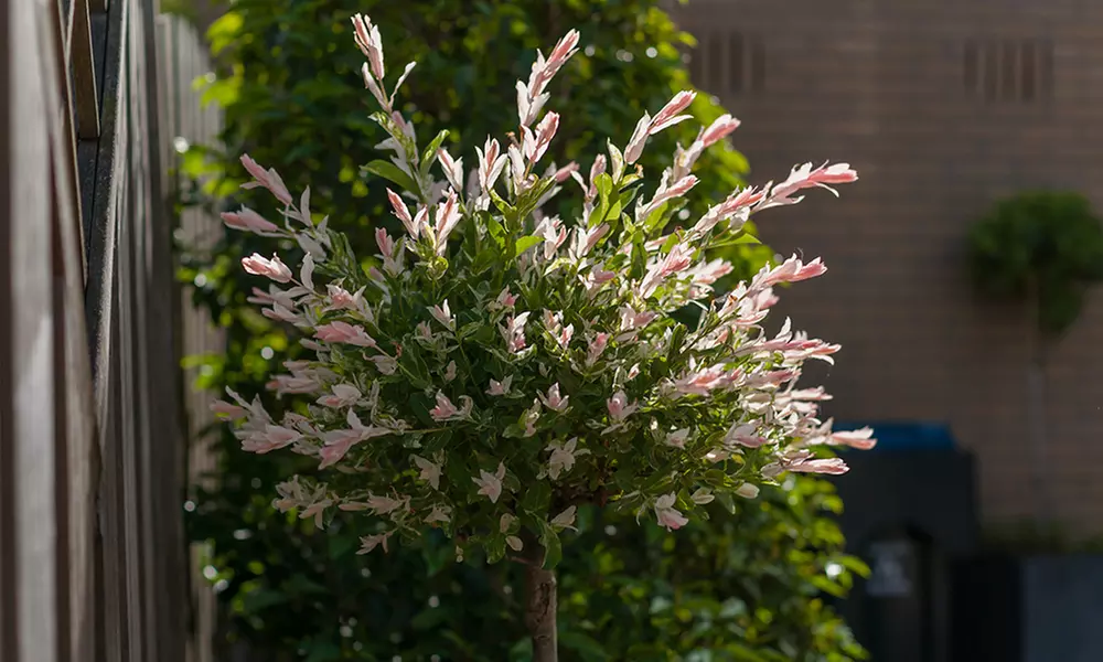 1x, 2x oder 4x Flamingobaum Hakuro Nishiki