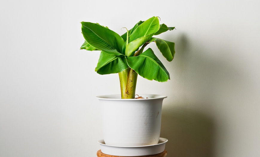 Image 1: Musa Basjoo, Rootz