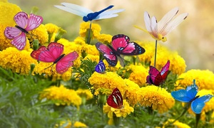 24, 48 or 72 Pieces of Colourful Garden Butterflies and Dragonflies