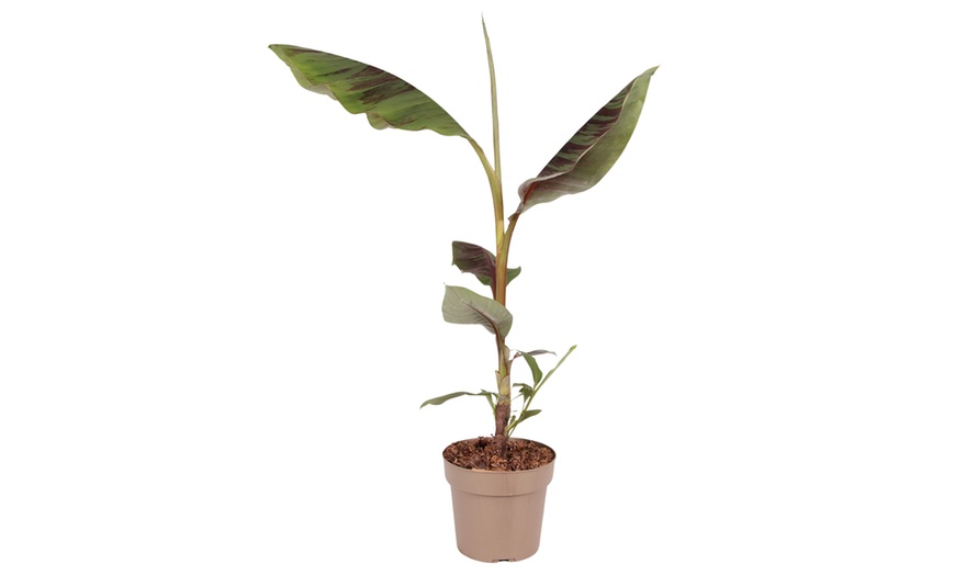 Image 3: 1 of 2 bananenplanten 'Musa Ensete Maurelii'