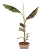 Image 3: 1 of 2 bananenplanten 'Musa Ensete Maurelii'