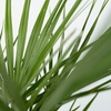 Image 2: 1 ou 2 plants de palmiers Chamaerops Humilis en pot