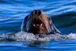 Explore a 4-Hour Wildlife & Whale Watching Journey in Campbell River with 1 Adult / Child Ticket (Up to 20% Off) - Second Medium