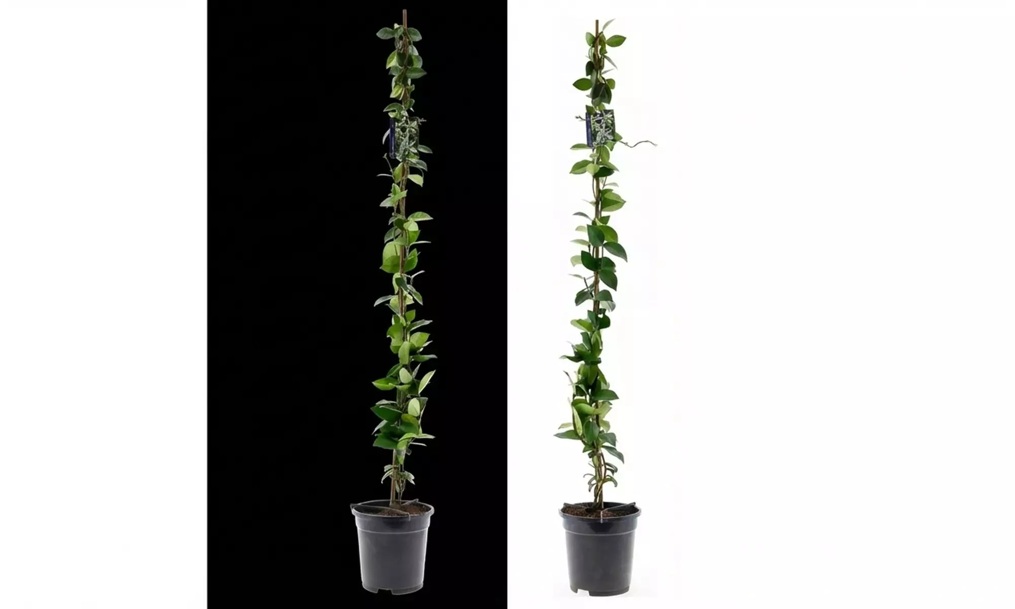 1 of 2 Toscaanse Jasmijnplanten XXL (110-120 cm)