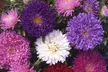 30 or 60 Aster Starlight Mixed Plants - Image 2