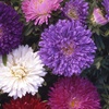 Image 2: 36 or 72 Aster Starlight Mixed Plants