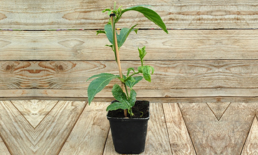 Image 2: Passion Flower Collection 3 Varieties - 1 or 3 Potted Plants
