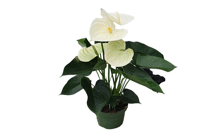 Image 5: Rootz Flamingoblume (Anthurium) 