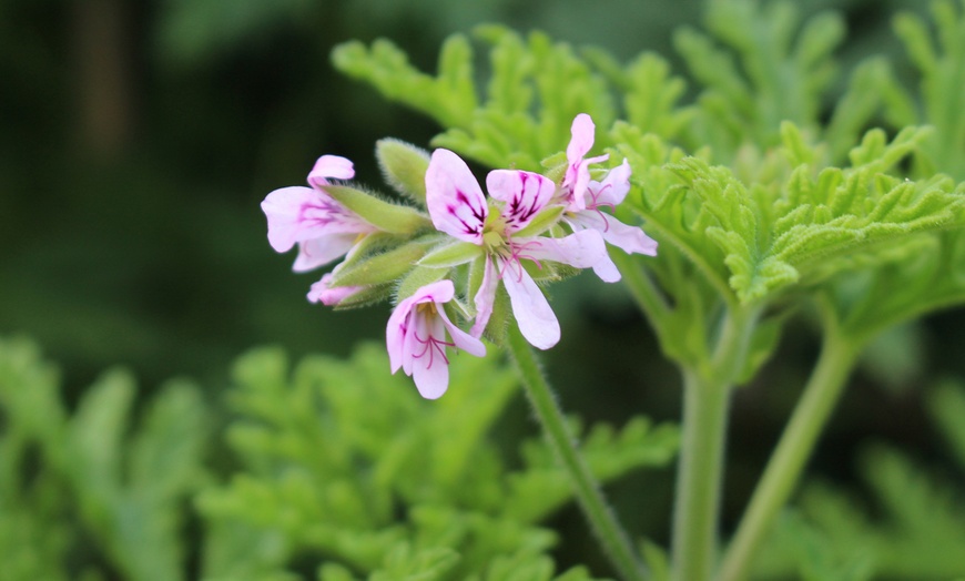 Image 2: 3 o 6 piante di Pelargonium Graveolens anti-zanzare