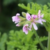 Image 2: 3 o 6 piante di Pelargonium Graveolens anti-zanzare