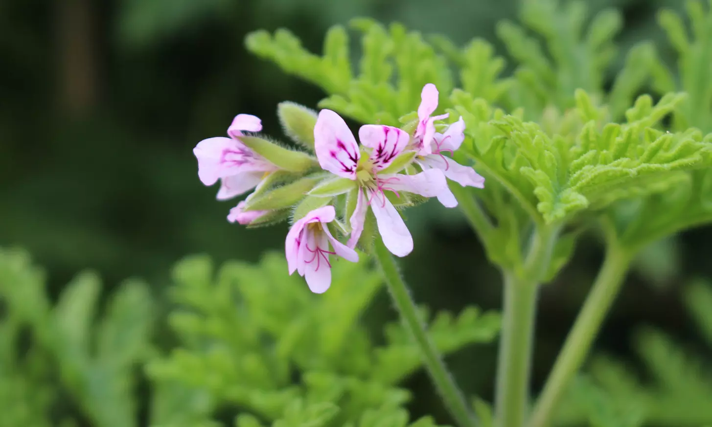 3 o 6 piante di Pelargonium Graveolens anti-zanzare