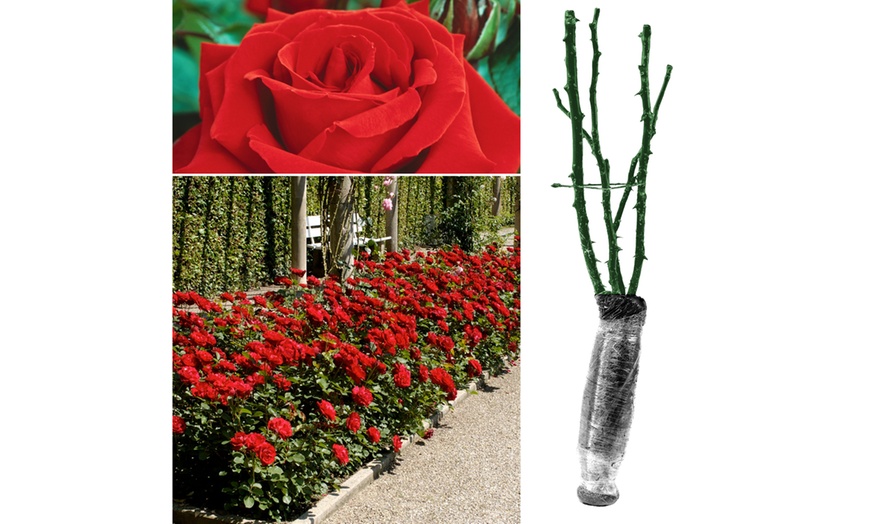 Image 4: Lot de 4 roses à grandes fleurs de la marque 