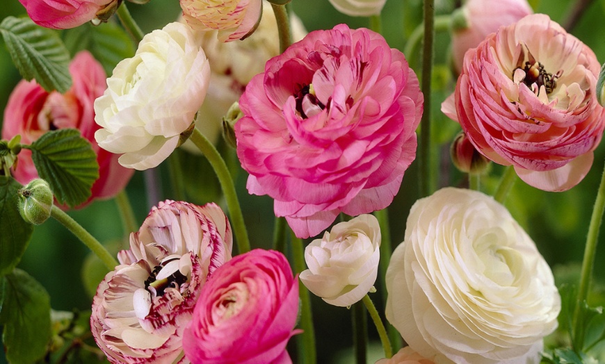 Image 1: Pack di 40 bulbi di Ranunculus "Pastello"