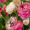 Image 1: Pack di 40 bulbi di Ranunculus "Pastello"