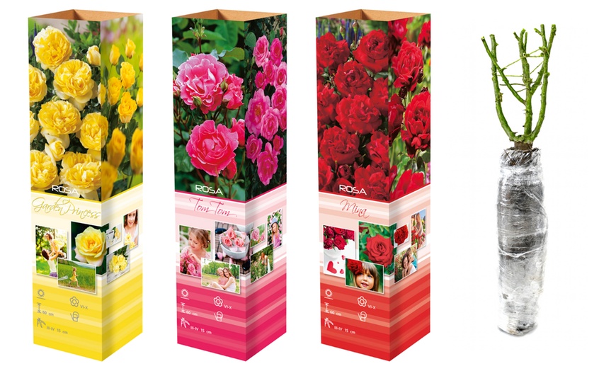 Image 5: Set rose Polyantha