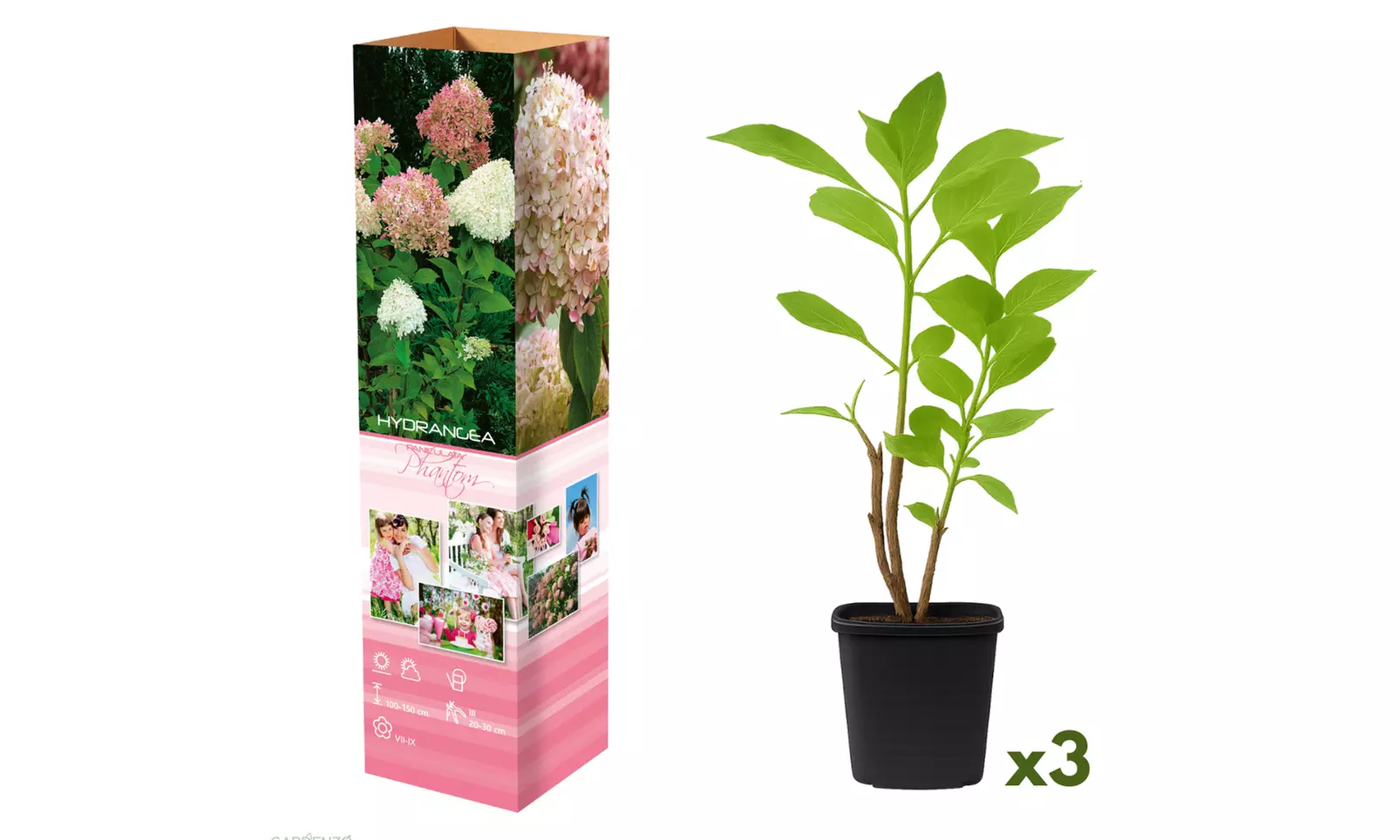 Set van 3 of 6 hortensia's