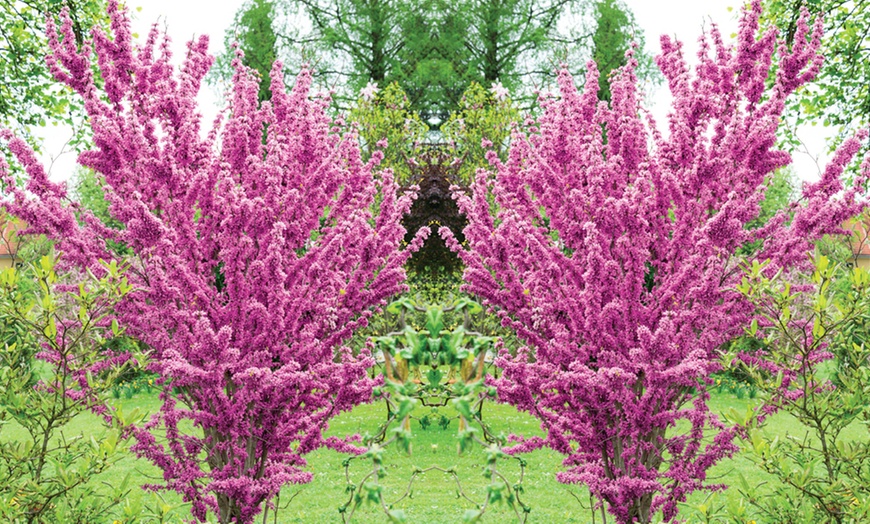 Image 7: Colour Changing Garden Trees - 4 Varieties - up to 3 Potted Plants