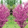 Image 7: Colour Changing Garden Trees - 4 Varieties - up to 3 Potted Plants