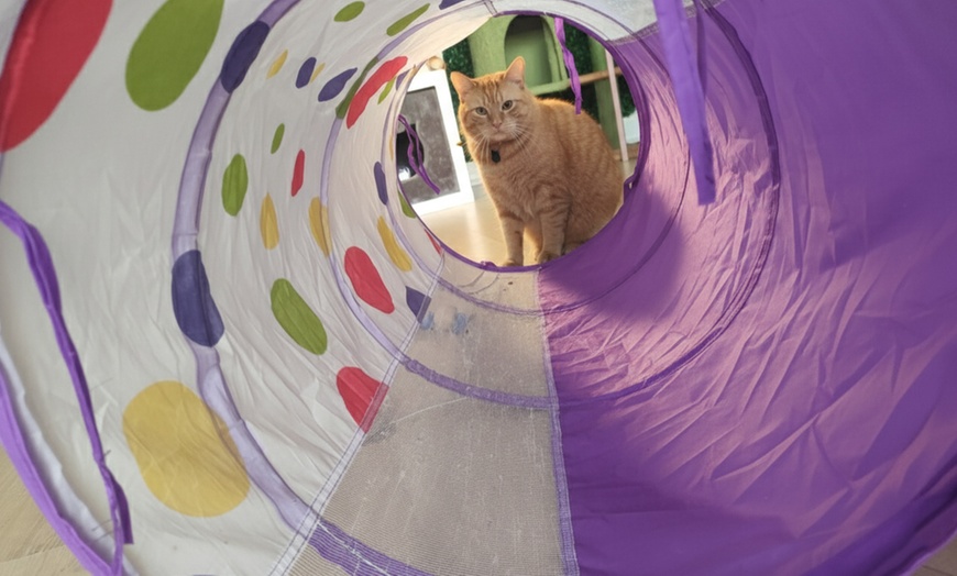 Image 9: Make Memories with Cat Cafe Entry, Drink and Snack for 1, 2, 3 or 4