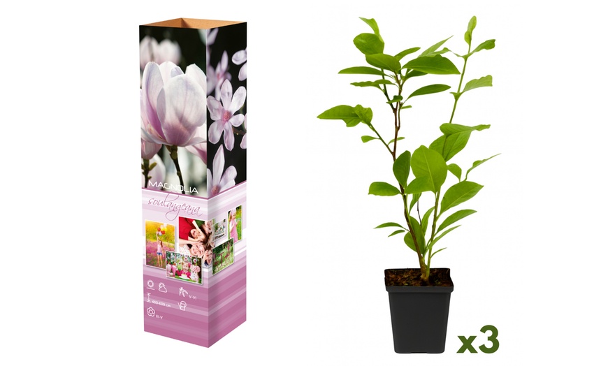 Image 5: Lot de 3 ou 6 Magnolia de la marque 