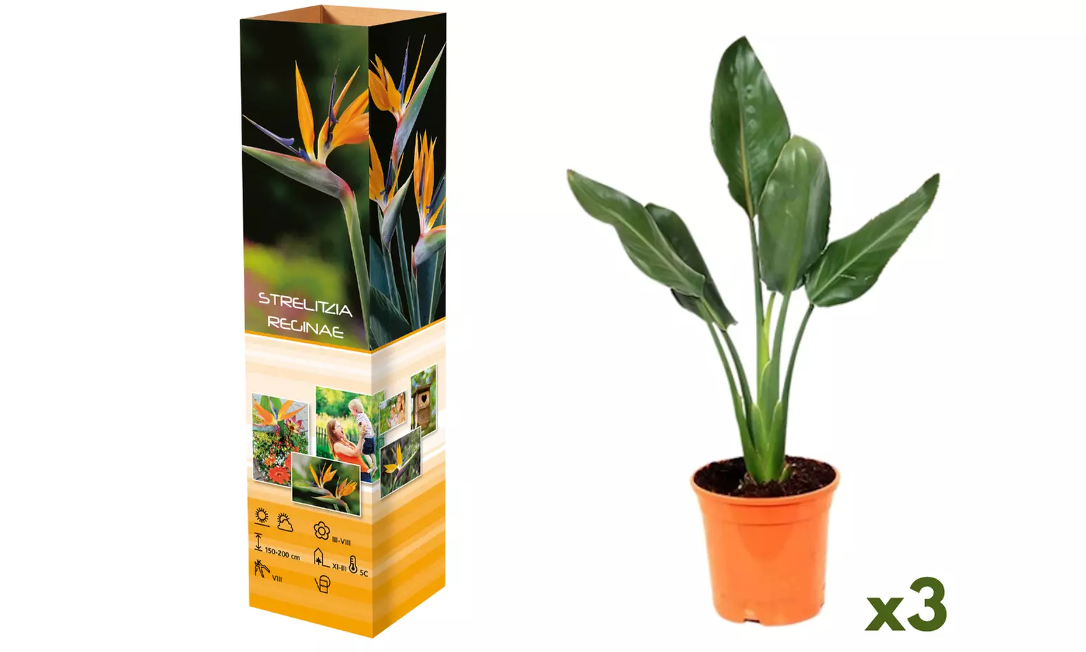 Set van 3 of 6 paradijsvogelplanten