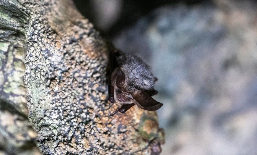 Image 7: Weekend Self-Guided Cavern Walking Tour; Not Valid 29/11 - 04/01/2026