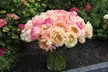 Fragrant Peony Coral Sunset - 1 or 3 Plants - Second Medium