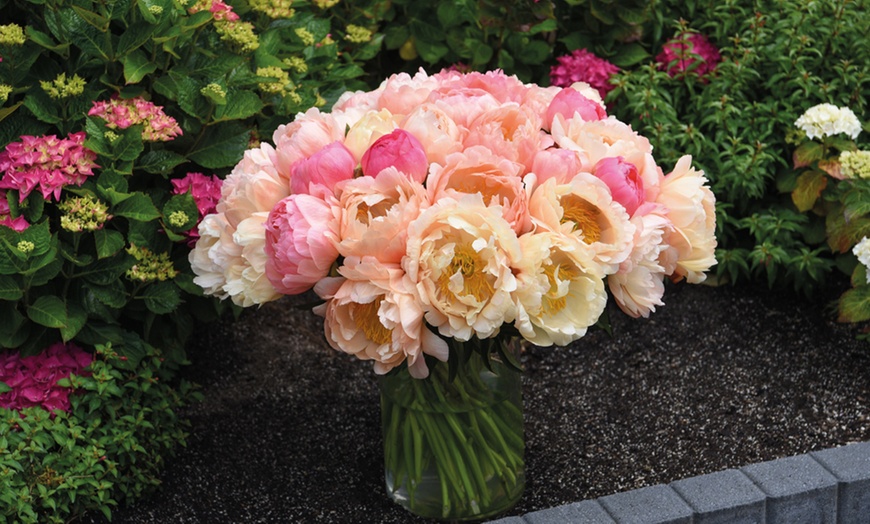 Image 2: Fragrant Peony Coral Sunset - 1 or 3 Plants