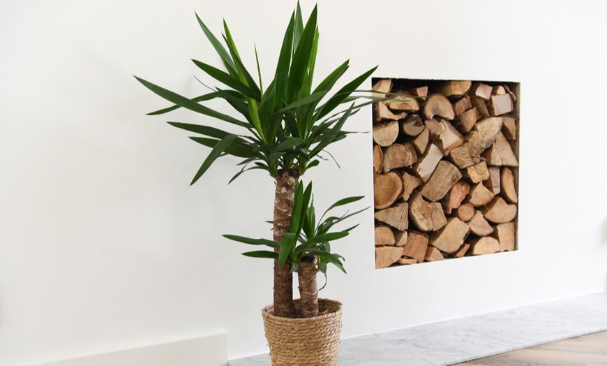 Image 1: Yucca Elephantipes Houseplant Single or Duo Stemmed - 1 or 2 