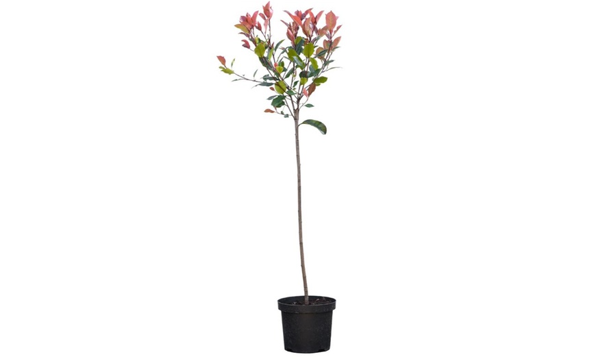 Image 12: Photinia 'Red Robin' - Standard Tree or Potted Plants