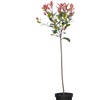 Image 12: Photinia 'Red Robin' - Standard Tree or Potted Plants