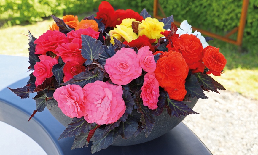 Image 5: Up to 72 Mixed Begonia Plug Plants