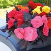 Image 5: Up to 72 Mixed Begonia Plug Plants