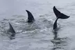 Hilton Head Island Tour w/ Insightful Stories from Captain, Dolphins & Other Wildlife in their Natural Habitat - Second Medium