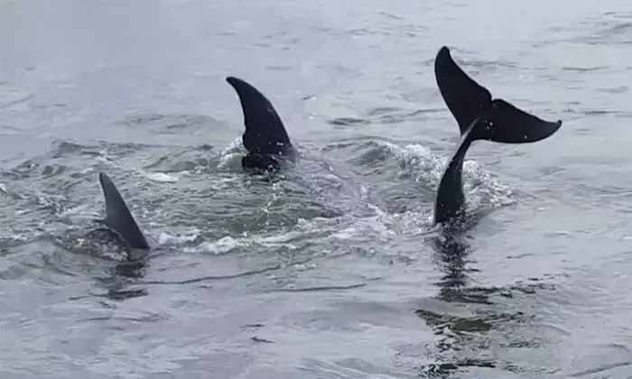 90-Minute Hilton Head Island Dolphin Tour for Adult, Child & Infant
