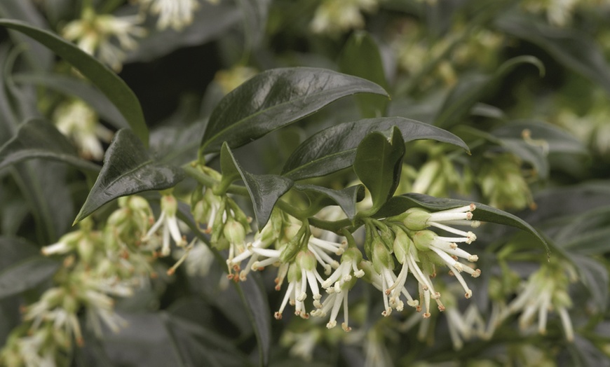 Image 3: Scented Winter Shrub Collection - 3 Plants