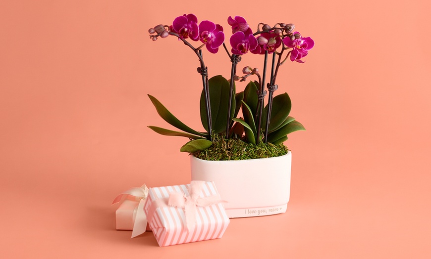 Image 8: Next Day Delivery Lush Plants from 1-800-Flowers (up to 50% off)