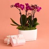 Image 8: Next Day Delivery Lush Plants from 1-800-Flowers (up to 50% off)