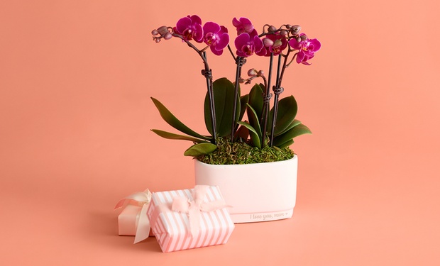 1-800-Flowers gift plant