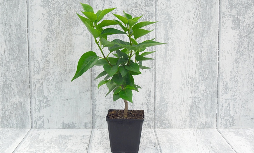 Image 8: Scented Plant Trio Collection 9cm Potted – 1 or 3 Plants