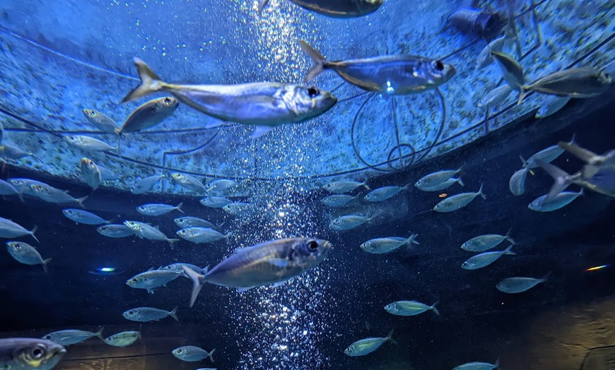 Image 6: Explore the Lost World Aquarium – Entry for Kids, Adults & Families