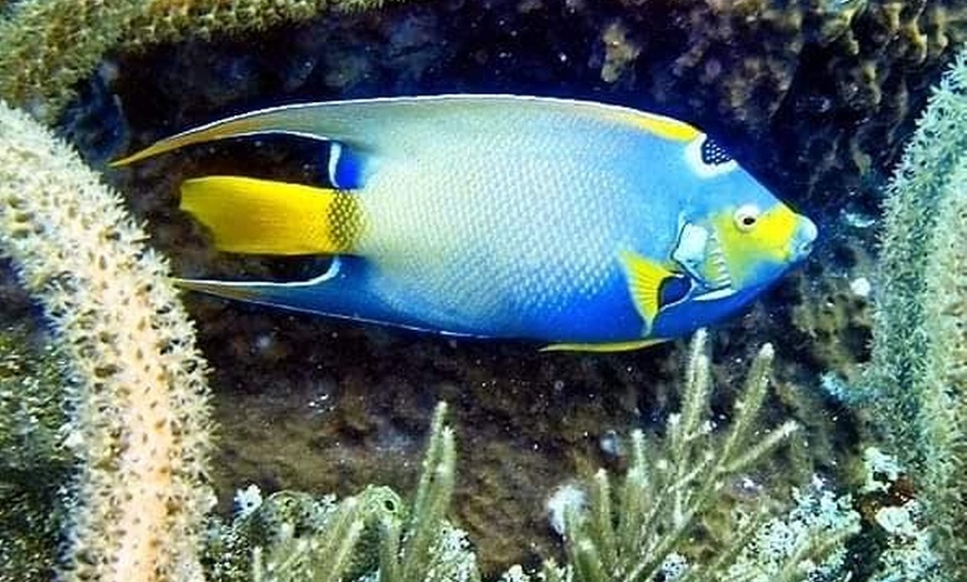 Image 3: Guided Snorkeling Adventure in Fort Lauderdale’s Crystal-Clear Waters