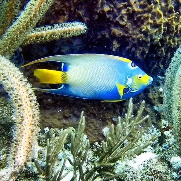 Guided Snorkeling Adventure in Fort Lauderdale’s Crystal-Clear Waters