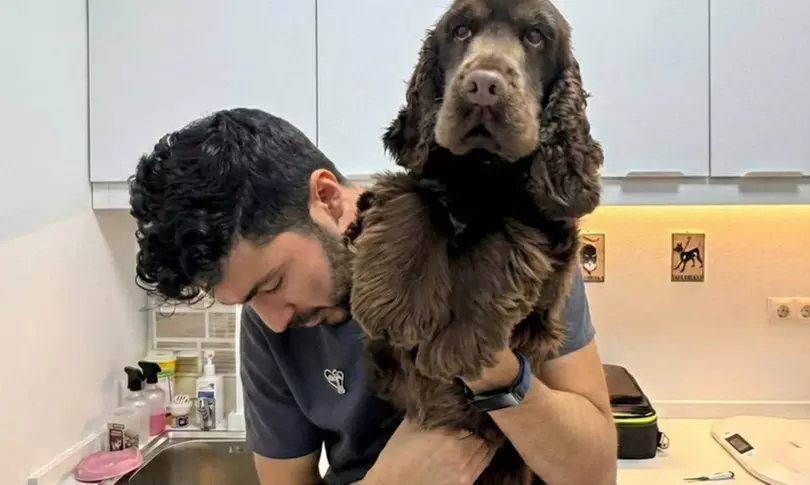 Esterilización de gatos y perras hasta 20 kg