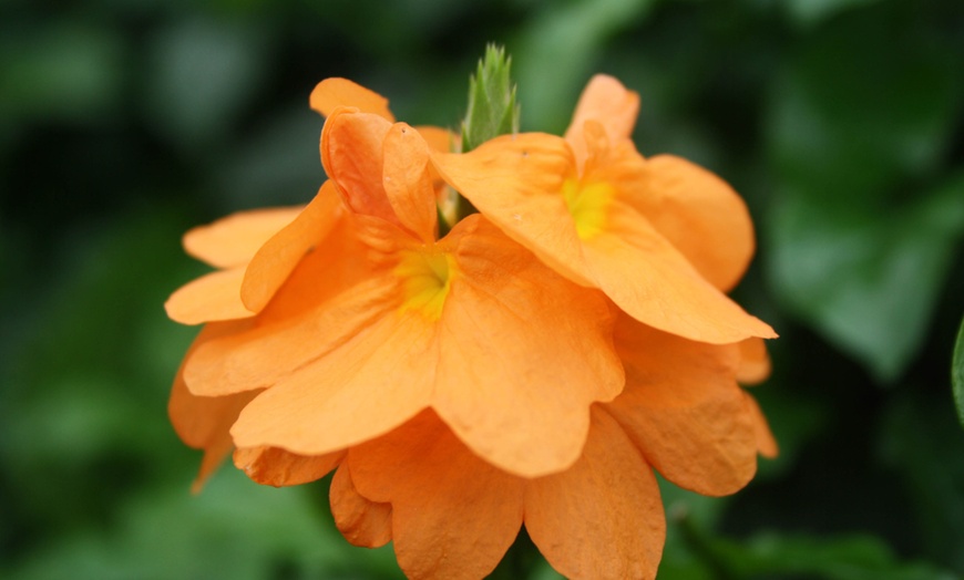 Image 3: Pack of Two or Four Crossandra Fortuna
