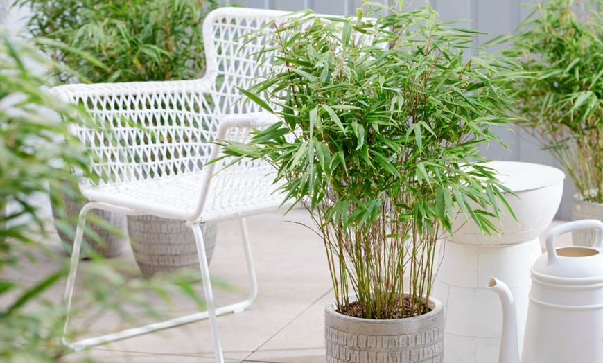 Image 1: Umbrella Bamboo 'Fargesia Rufa' - 1 or 2 Potted Plants + Patio Planter