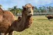 Explore 2,500-Acre Wildlife Estate with Free Roaming Exotic Animals in a Modified Monster Truck! - Second Medium