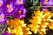 Lot de 30 ou 70 bulbes de crocus à grandes fleurs, couleurs au choix - Image 5