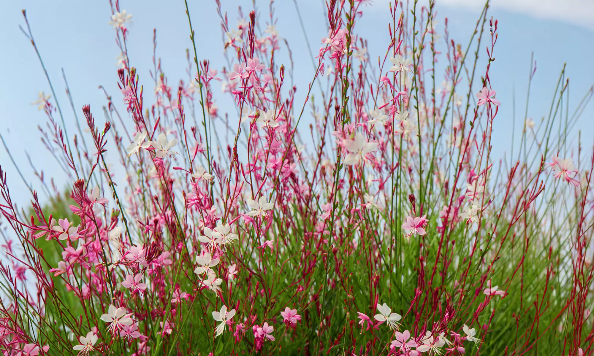 Mehrjähriges Set „Luna“ mit 9 Pflanzen