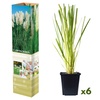 Image 4: 3 ou 6 plantes d'herbe de la pampa